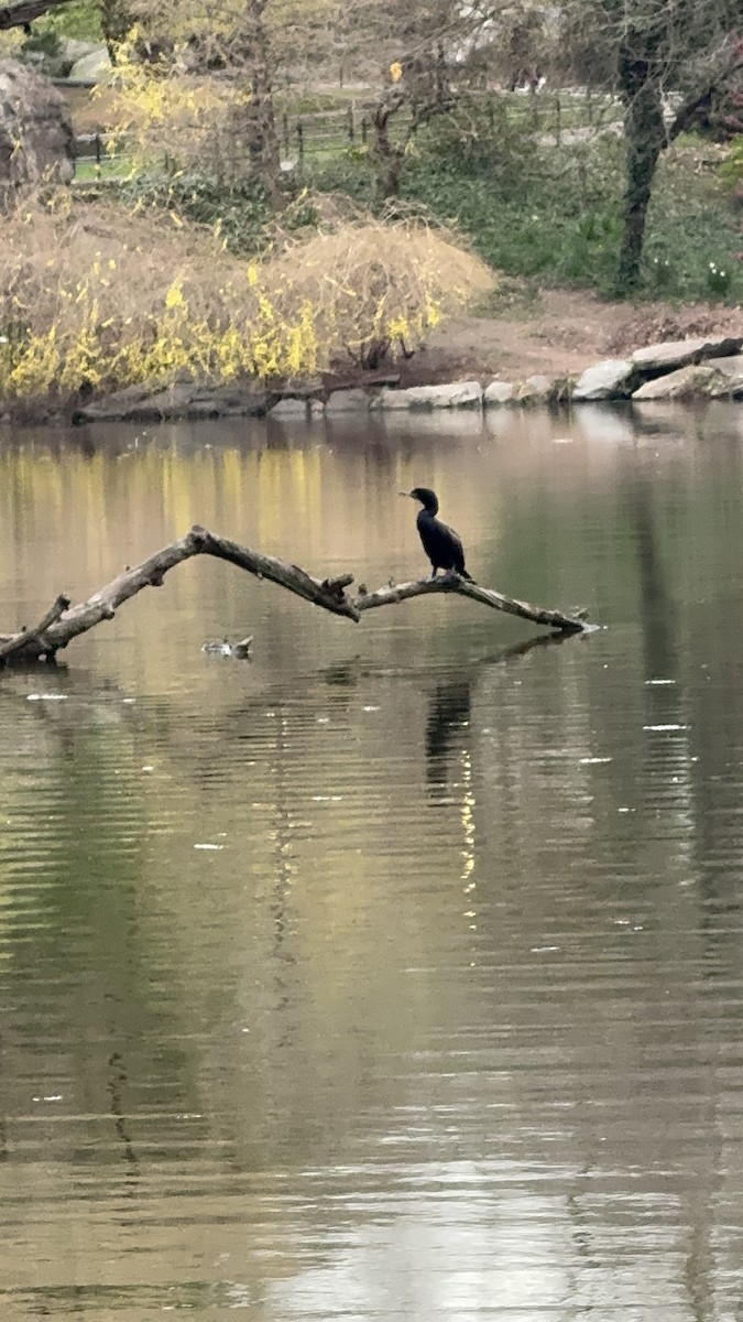 Double-crested Cormorant - ML616788619