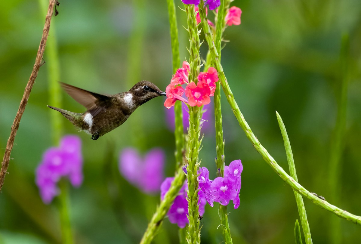 kalypta lilová - ML616788658