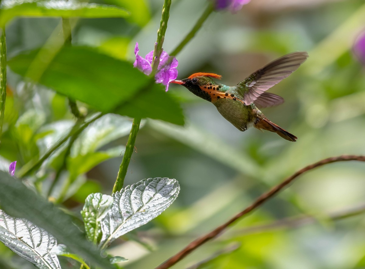 Tufted Coquette - Cyril Coomansingh