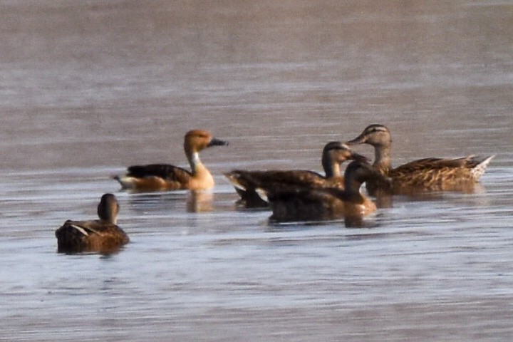 Fulvous Whistling-Duck - ML616788680