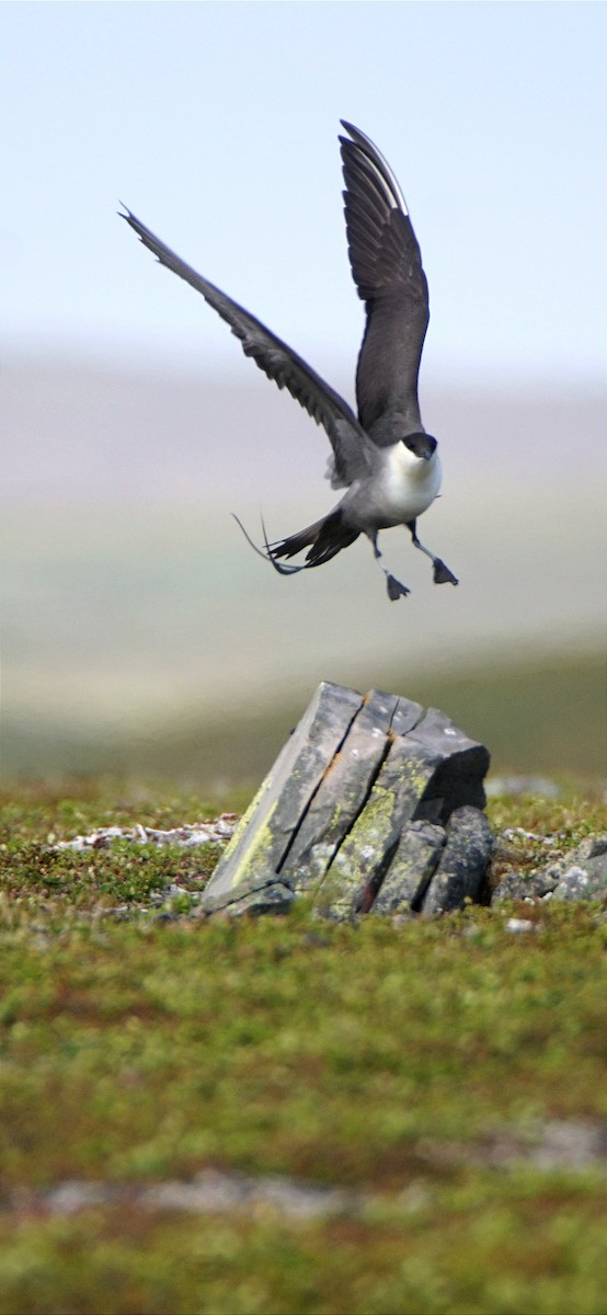 Long-tailed Jaeger - ML616788690