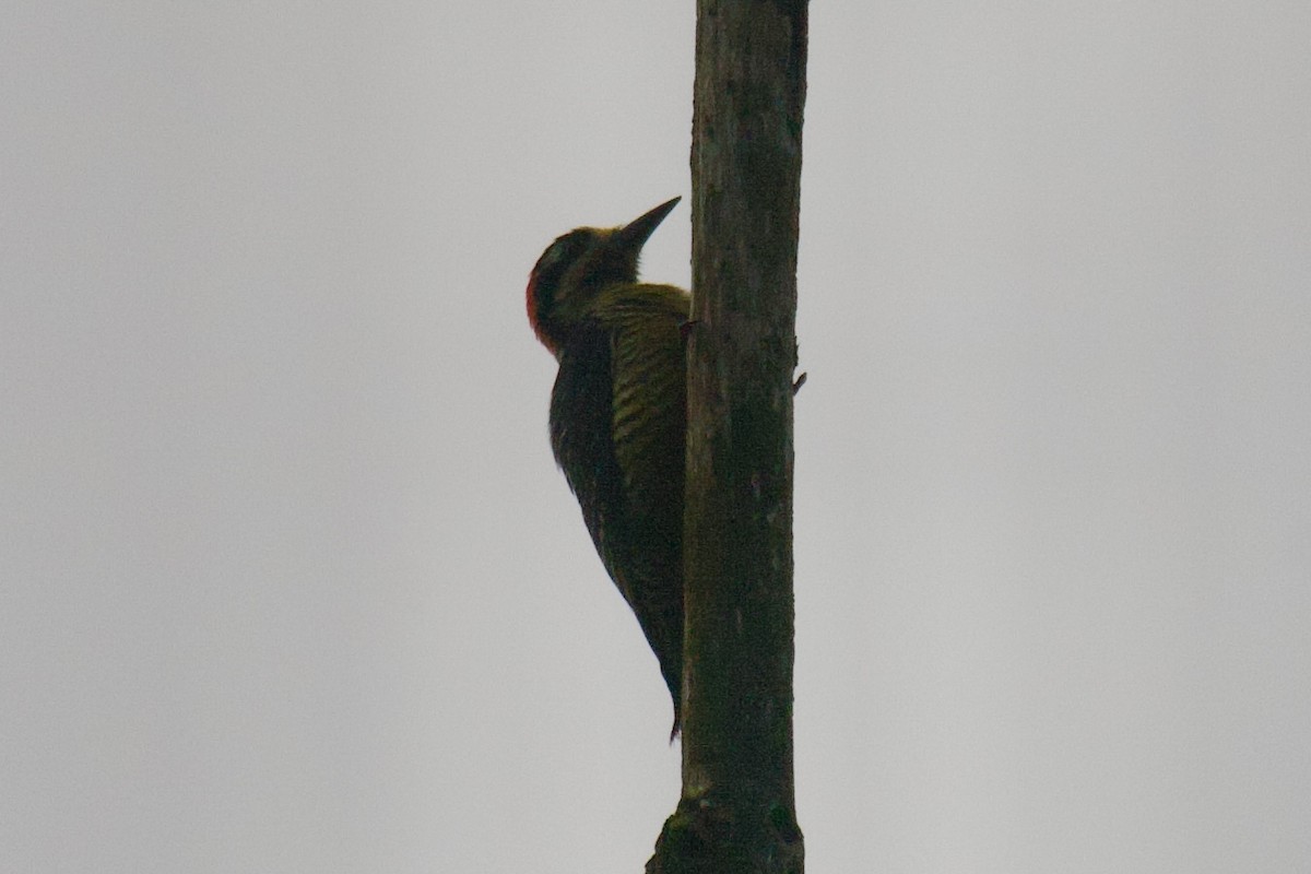 Black-cheeked Woodpecker - ML616788722