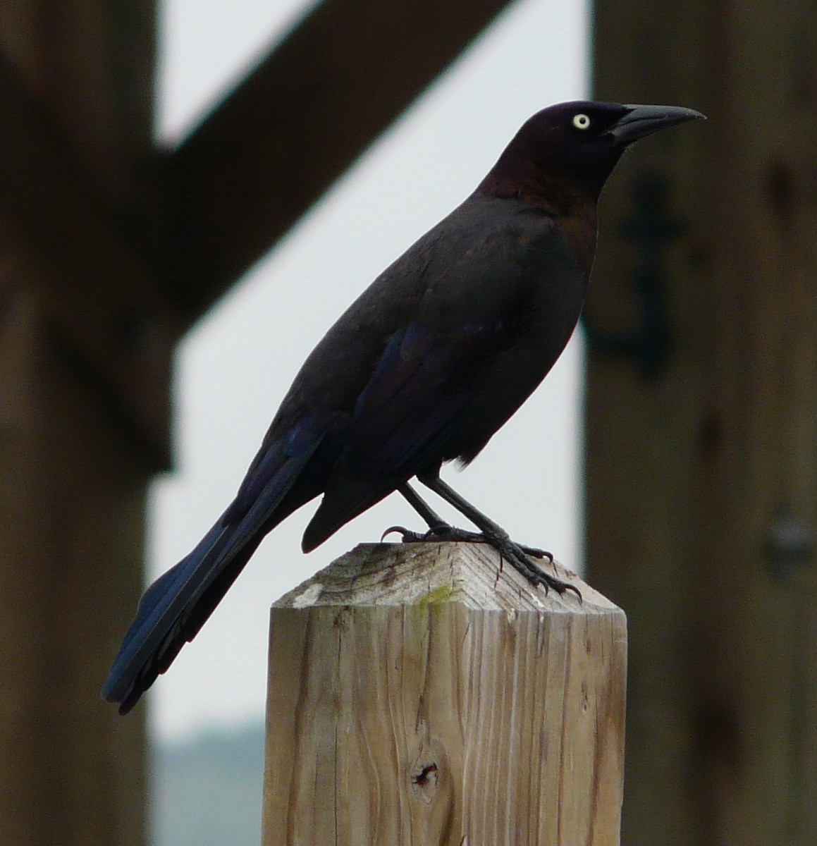 Common Grackle - ML616788742