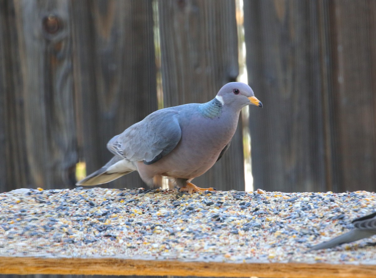 Band-tailed Pigeon - ML616788756