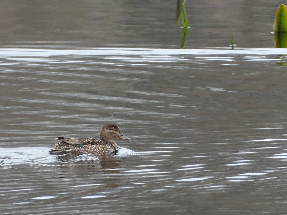Ногоохон нугас - ML616788769