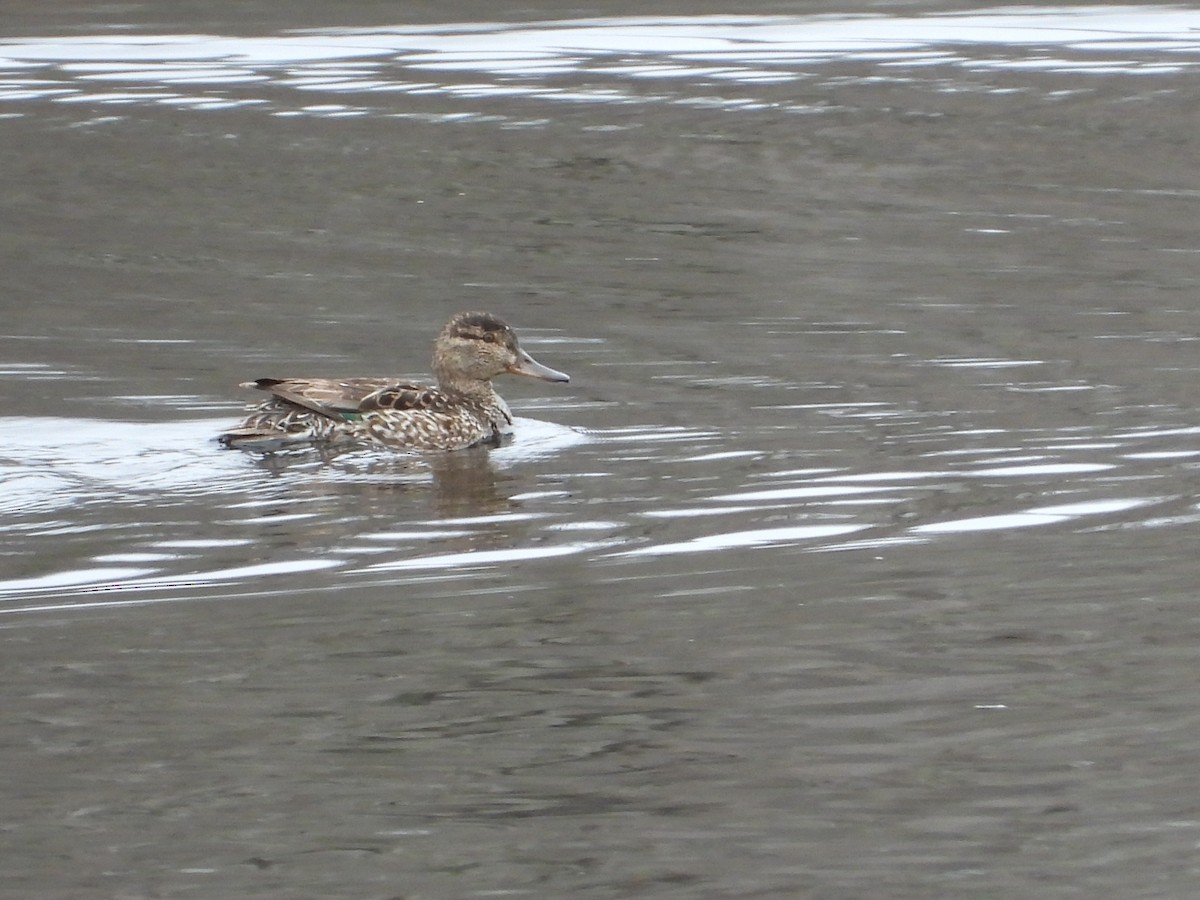 Ногоохон нугас - ML616788770