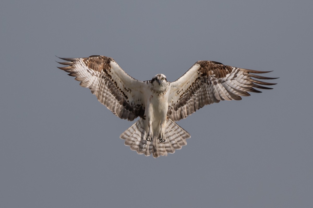 Águila Pescadora - ML616788907