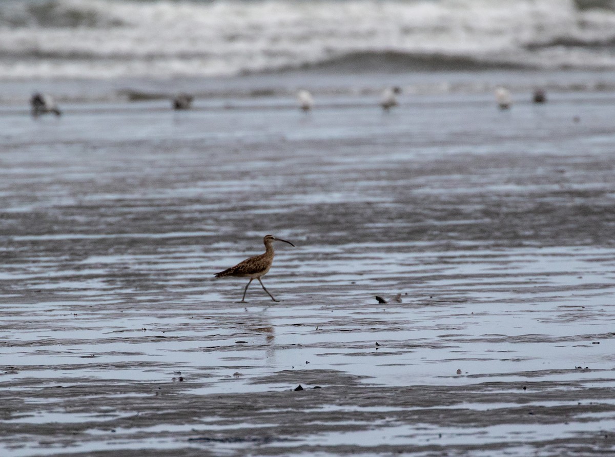 Whimbrel (Hudsonian) - ML616788935