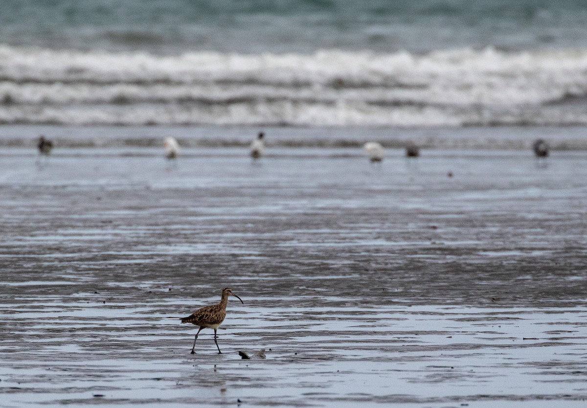 Whimbrel (Hudsonian) - ML616788941