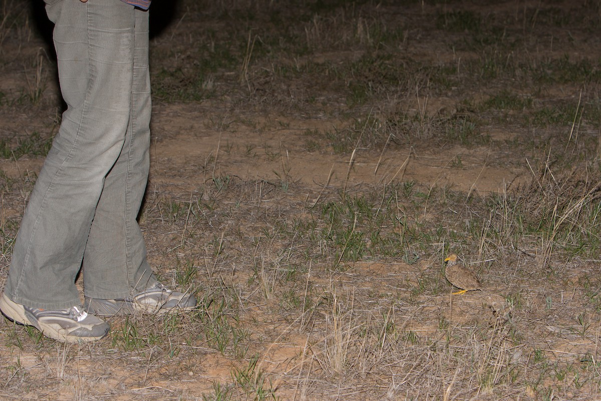 Plains-wanderer - michael todd