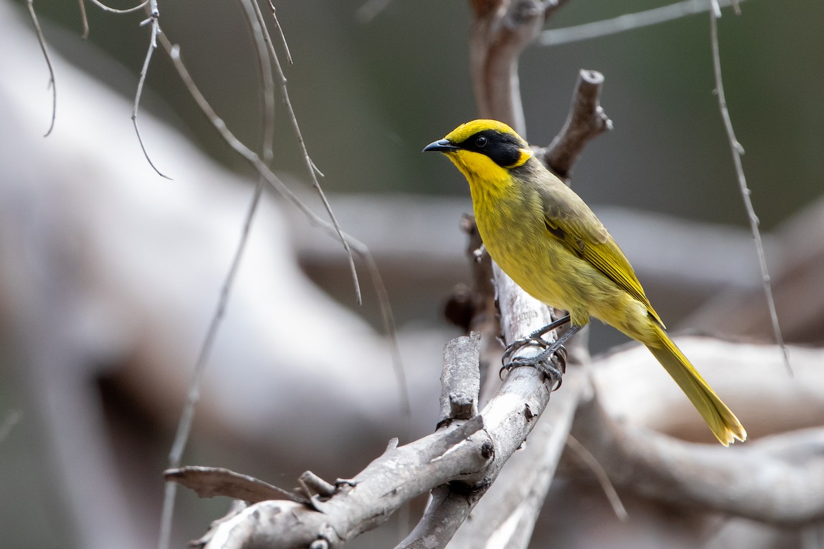 Yellow-tufted Honeyeater - Mark and Bron Horvath