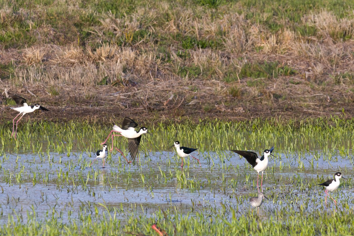 Black-necked Stilt - ML616789013