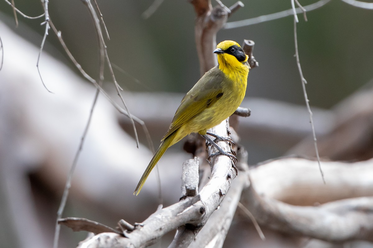 Yellow-tufted Honeyeater - Mark and Bron Horvath