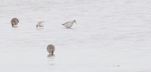 Wilson's Phalarope - ML616789018