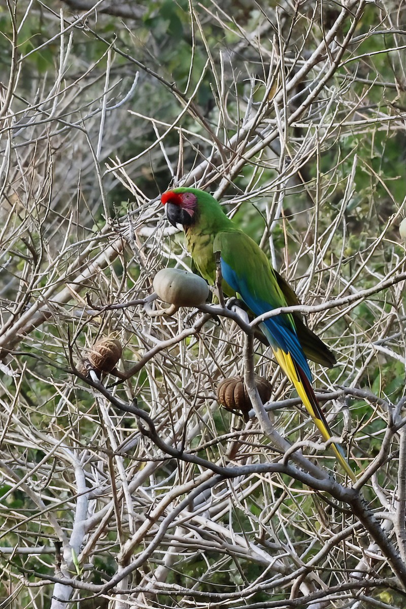 Guacamayo Militar - ML616789019