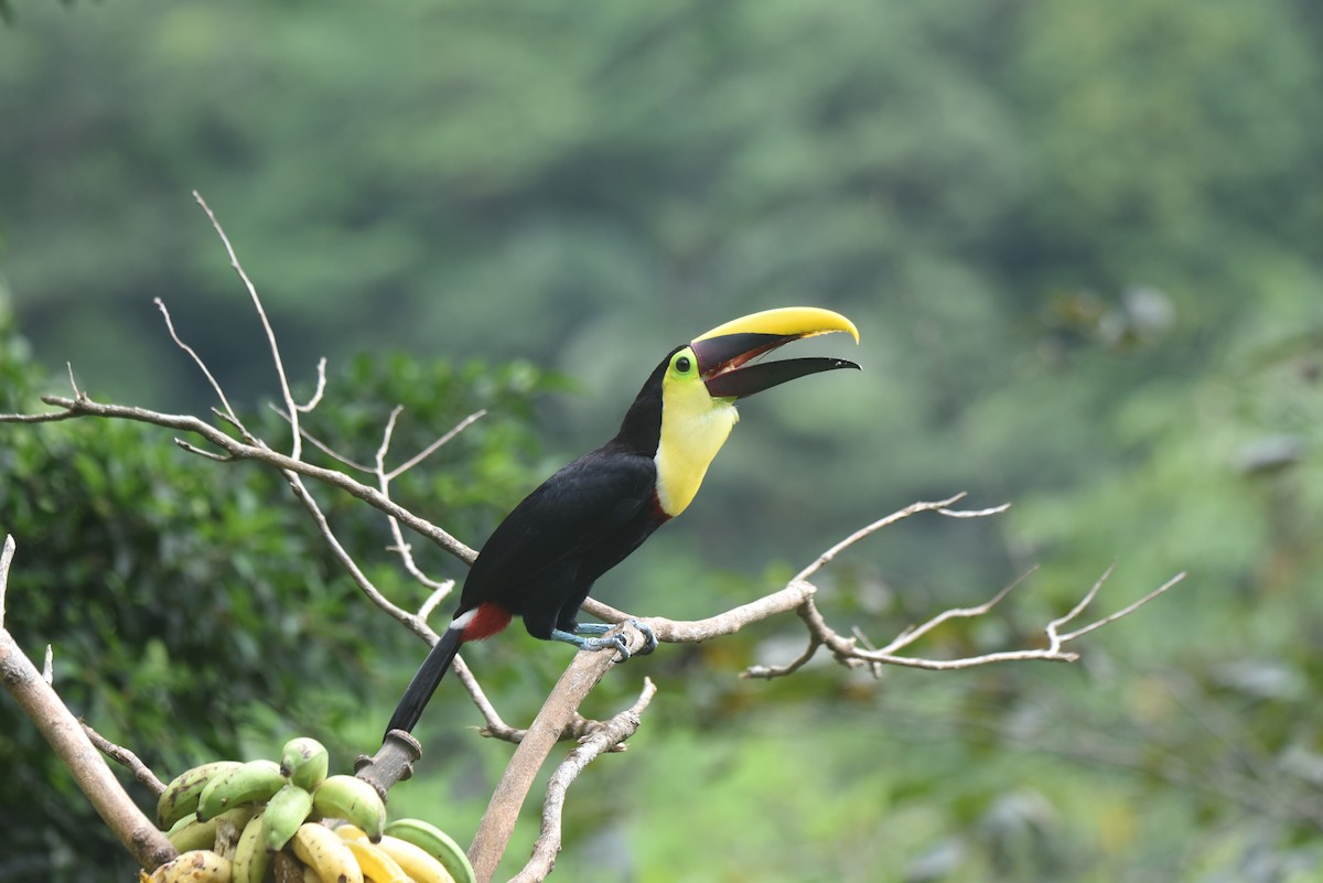 Yellow-throated Toucan - ML616789029