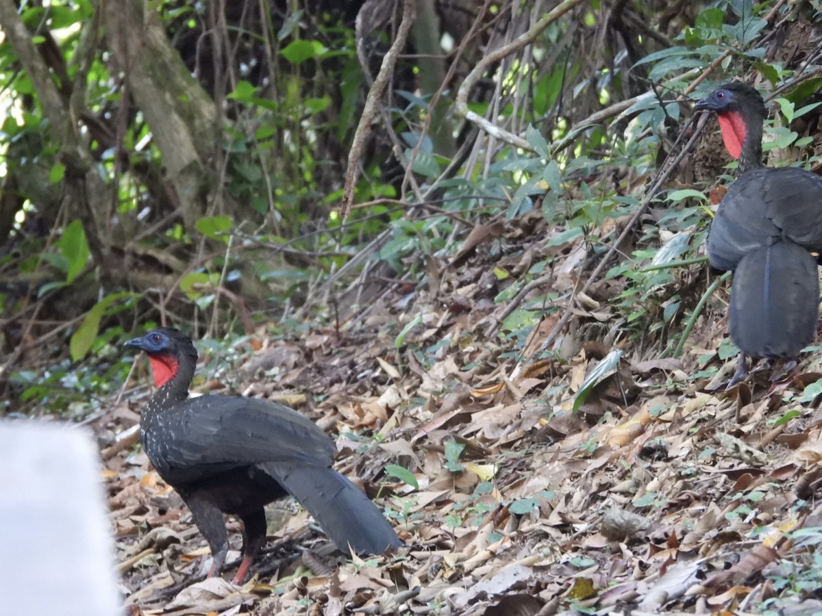 Crested Guan - ML616789039