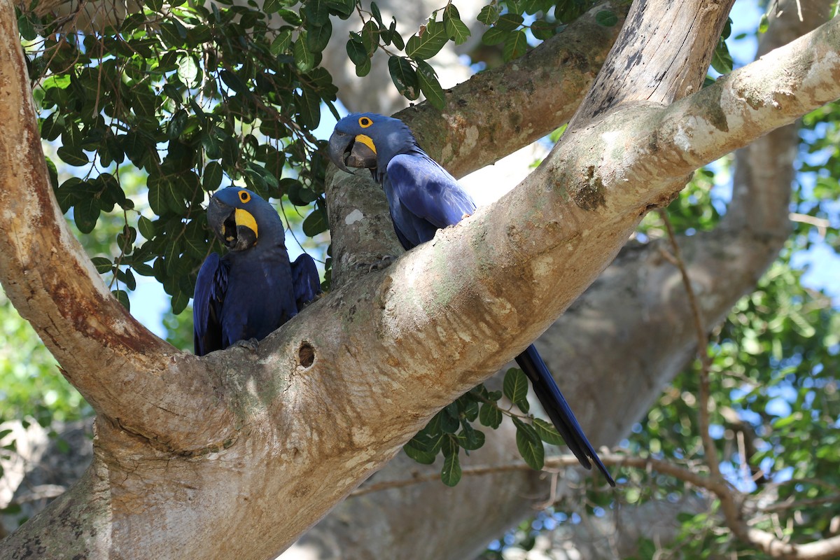 Hyacinth Macaw - ML616789100