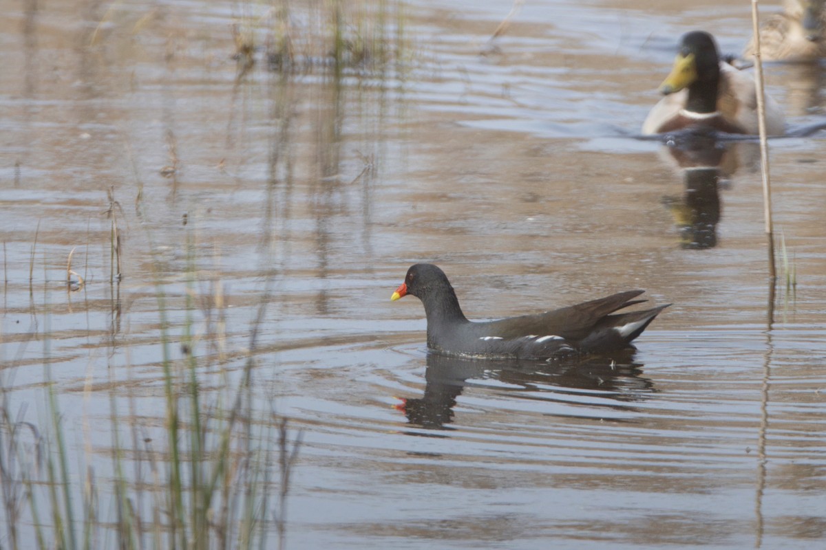 Eurasian Moorhen - ML616789112