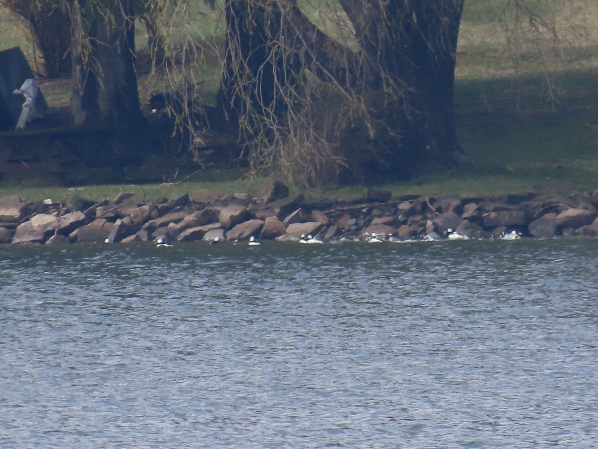 Bufflehead - ML616789127