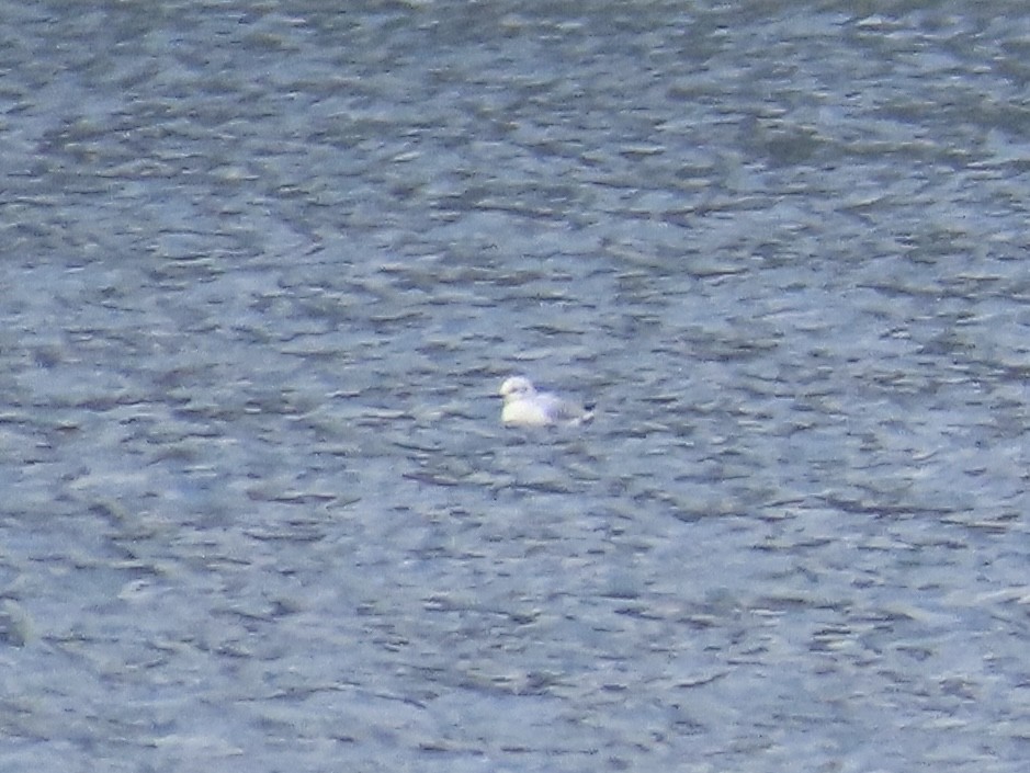 Bonaparte's Gull - ML616789136