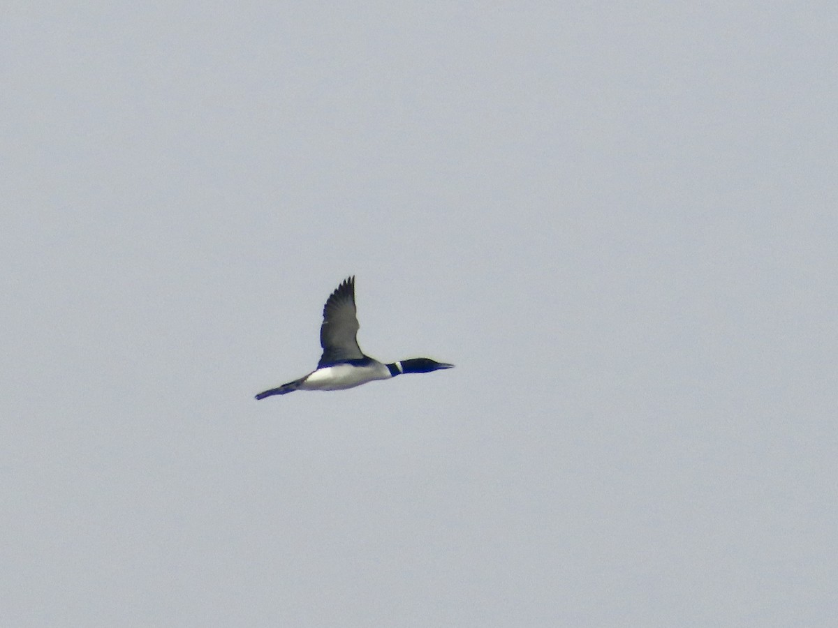 Common Loon - ML616789184