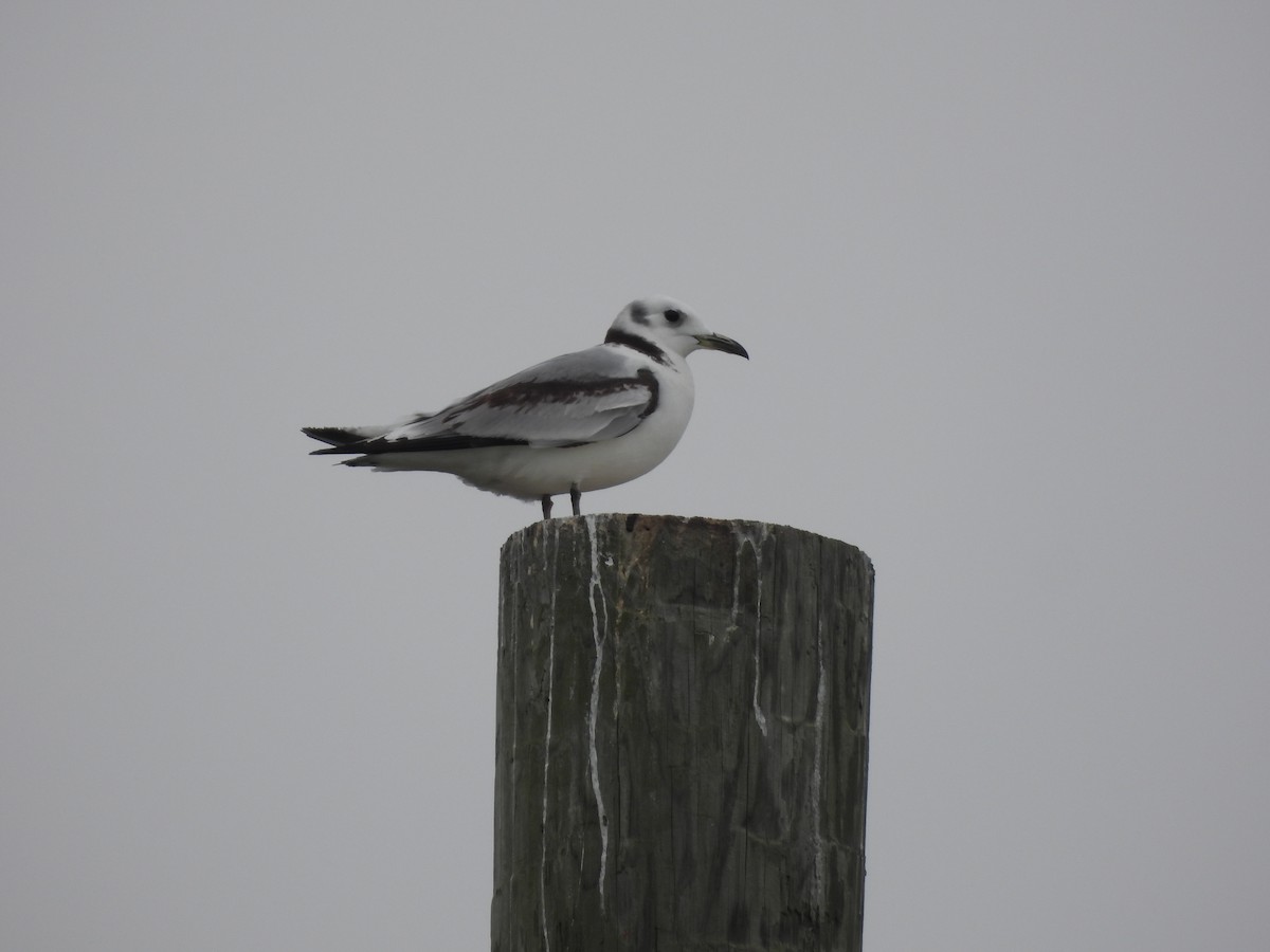 Mouette tridactyle - ML616789272