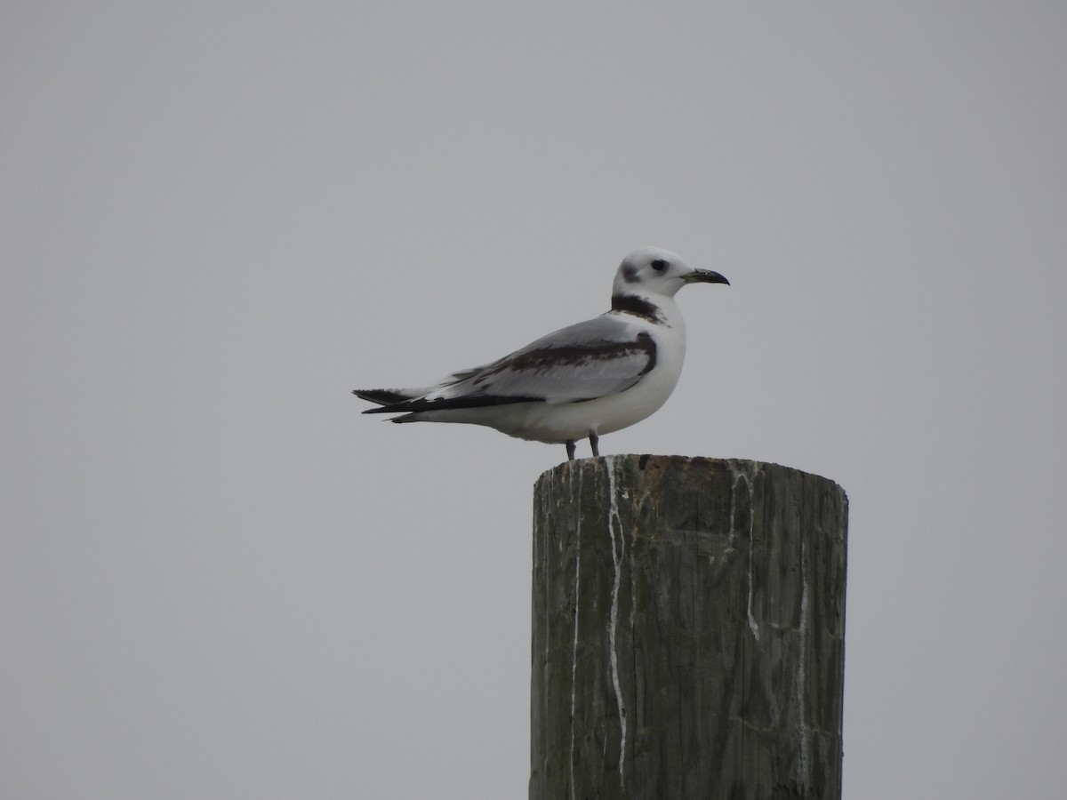Mouette tridactyle - ML616789273