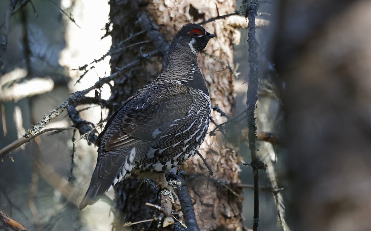 Spruce Grouse - Paul Chapman