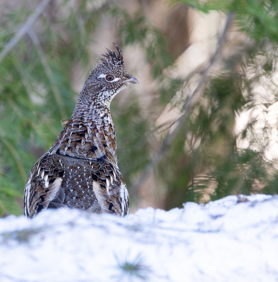 Ruffed Grouse - ML616789282