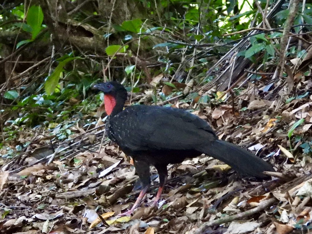 Crested Guan - ML616789285