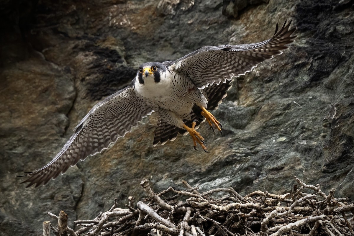 Peregrine Falcon - ML616789306