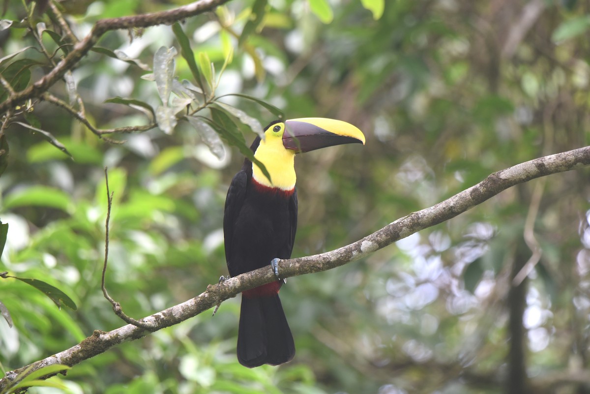 Yellow-throated Toucan - ML616789324