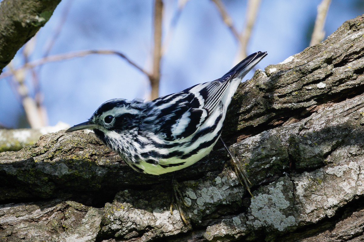 Black-and-white Warbler - Jill Dale