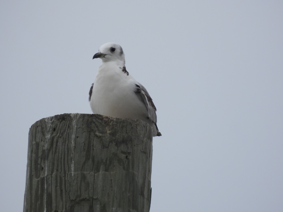 Mouette tridactyle - ML616789357