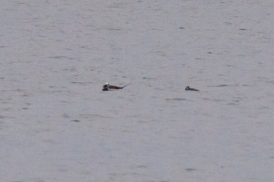 Long-tailed Duck - Chris Caprette