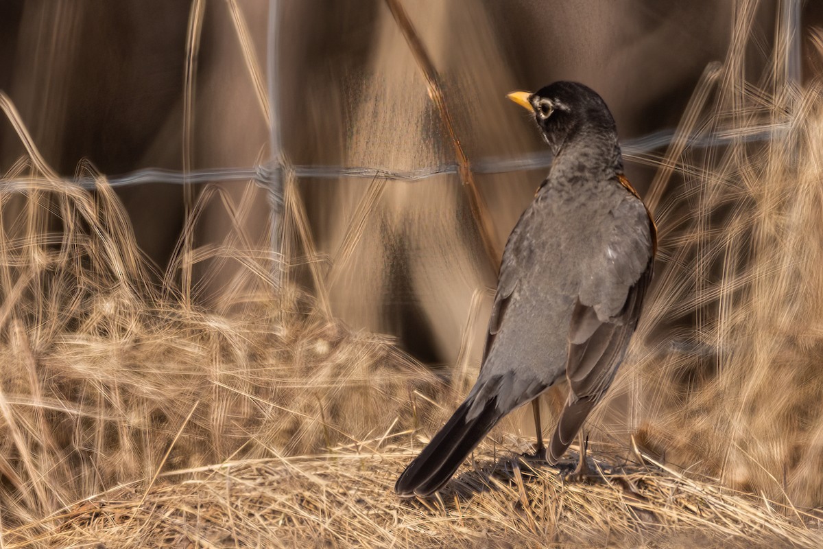 American Robin - ML616789400