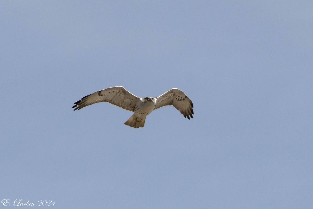 Ferruginous Hawk - ML616789403