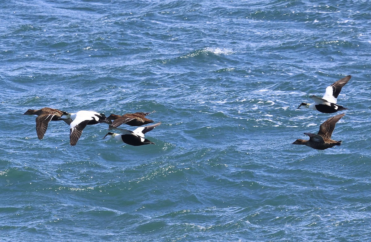 Common Eider - ML616789419