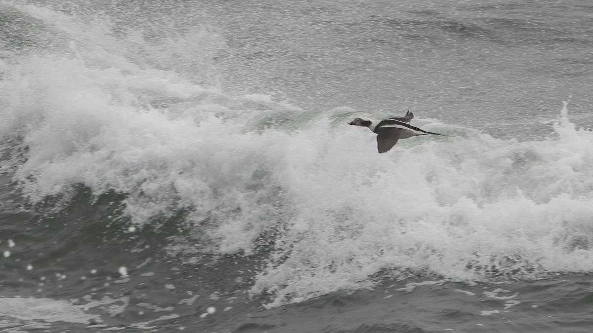 Long-tailed Duck - R Miller