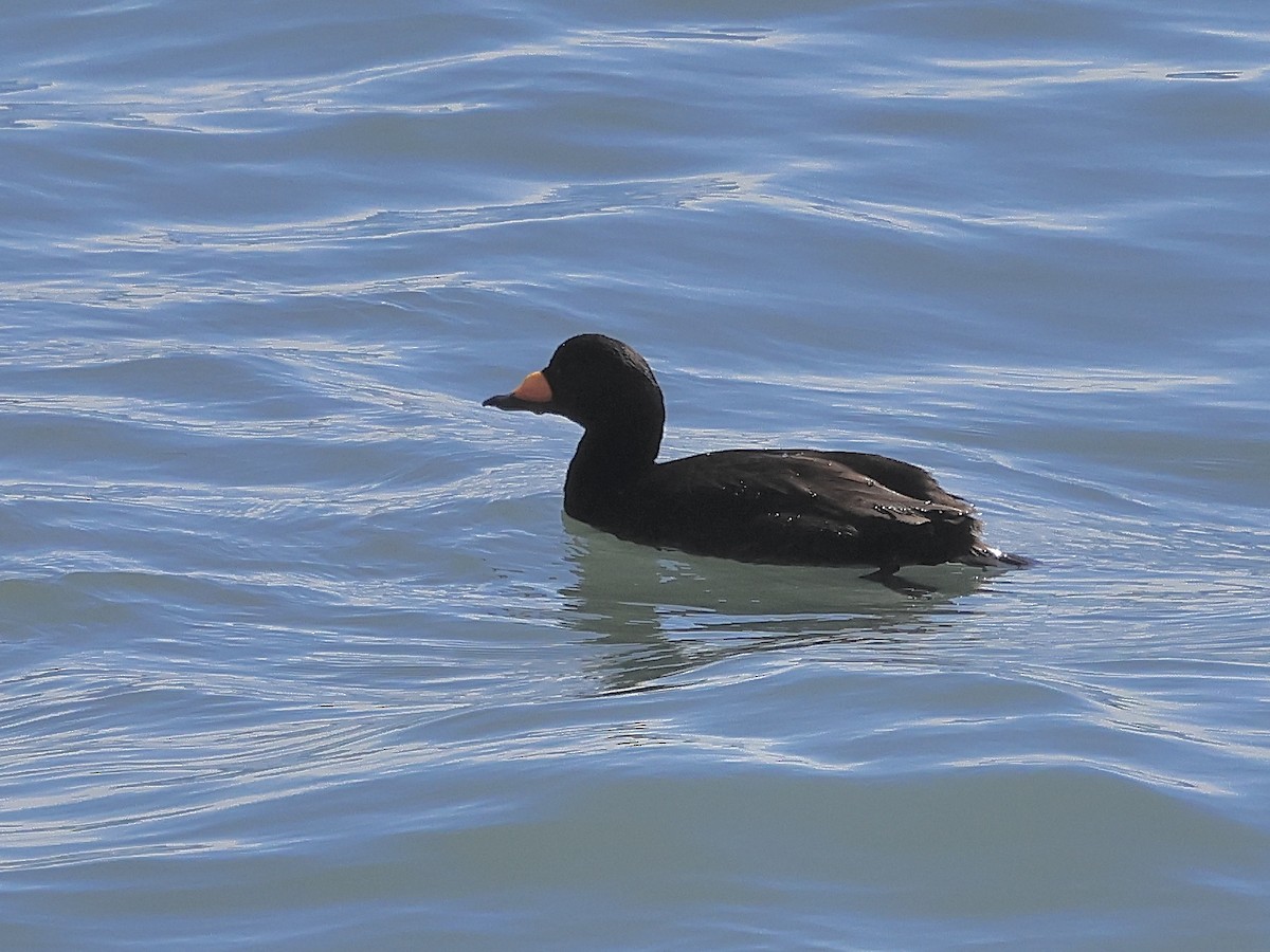 Black Scoter - ML616789431