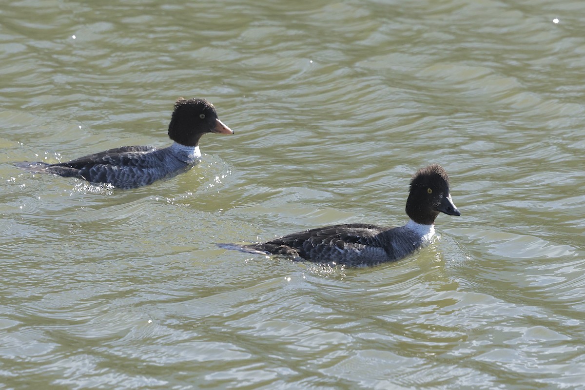 Common Goldeneye - ML616789447