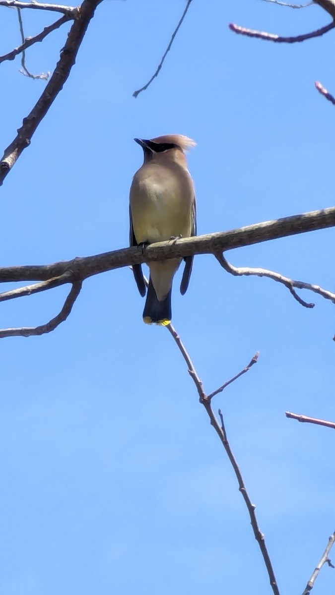 Cedar Waxwing - ML616789448