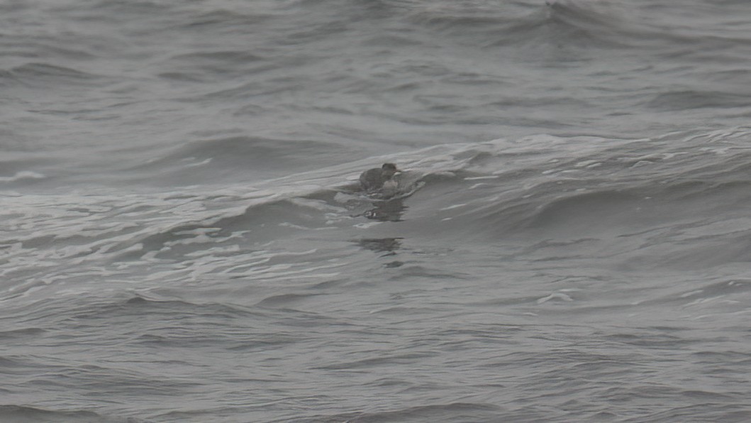 Red-necked Grebe - ML616789458