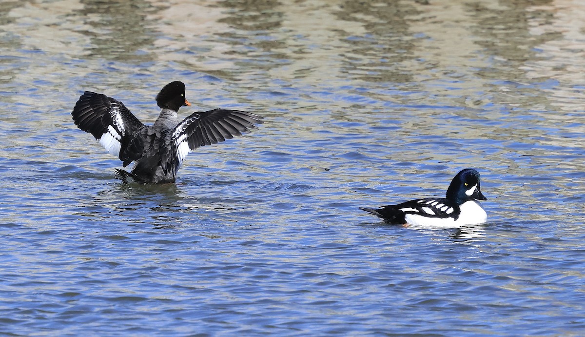 Barrow's Goldeneye - Marie-France Cote