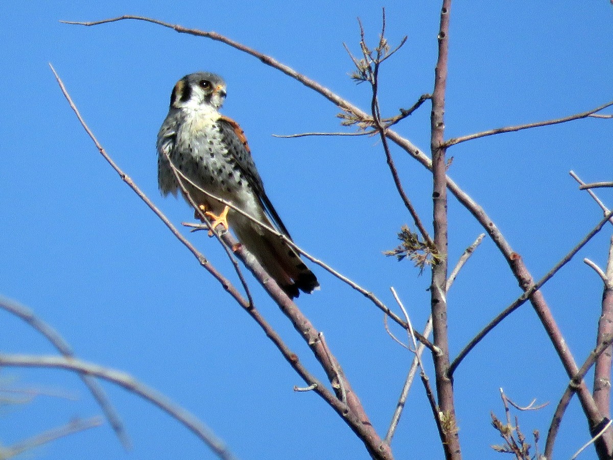 American Kestrel - ML616789470