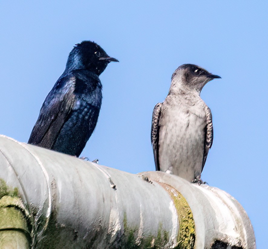 Purple Martin - Jeff Todoroff