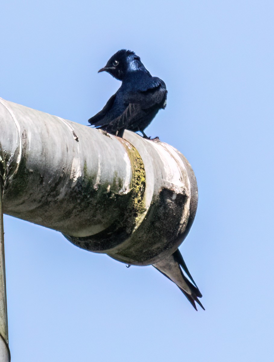 Purple Martin - Jeff Todoroff