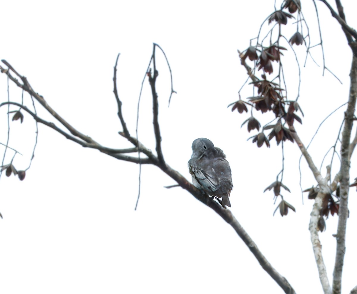 Snowy Cotinga - Julie Schneider