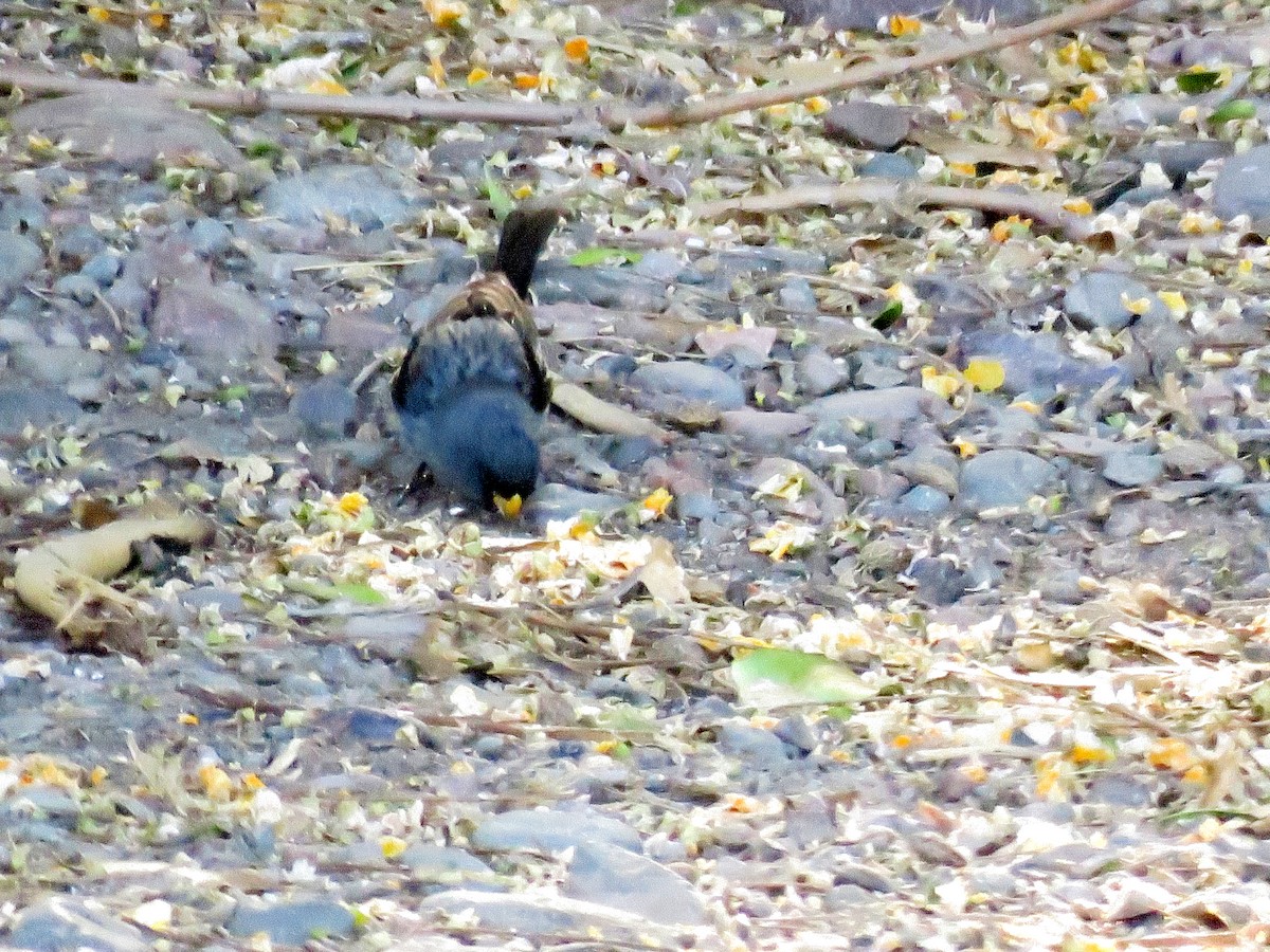 Band-tailed Seedeater - ML616789552